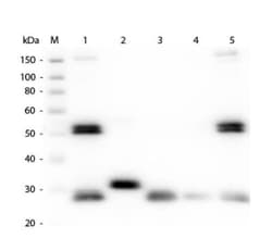Goat anti-Rat IgG (H+L) Secondary Antibody, DyLight 680 (Pre-adsorbed), Novus Biologicals&trade;