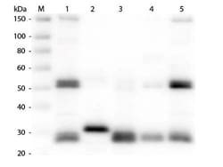 Goat anti-Rat IgG (H+L) Secondary Antibody, Texas Red, Novus Biologicals