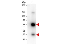 Goat anti-Rat IgG (H+L) Secondary Antibody, HRP (Pre-adsorbed), Novus Biologicals&trade;