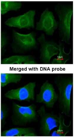 GOLGA3 Antibody, Novus Biologicals 0.1mg; Unlabeled:Antibodies, Polyclonal