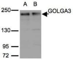 GOLGA3 Antibody, Novus Biologicals 0.1mg; Unlabeled:Antibodies, Polyclonal