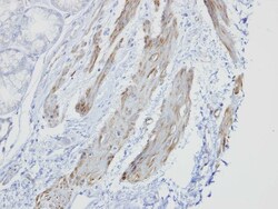 GOLGA5 Antibody, Novus Biologicals 0.1 mL | Buy Online | Novus Biologicals | Fisher Scientific