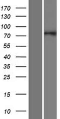 Novus Biologicals&trade;&nbsp;GOLGA5 Overexpression Lysate
