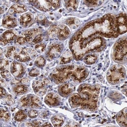 GOLGA5 Antibody, Novus Biologicals:Antibodies:Primary Antibodies