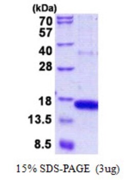 Novus Biologicals&trade;&nbsp;Recombinant Human GOLGA7 His Protein