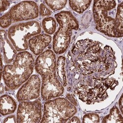 golgi transport 1 homolog B Antibody, Novus Biologicals:Antibodies:Primary