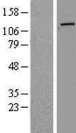 Novus Biologicals&trade;&nbsp;Golgin 97 Overexpression Lysate