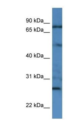 Golgin 97 Antibody, Novus Biologicals 100&mu;L; Unlabeled:Antibodies, Polyclonal