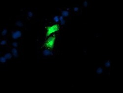 GOLM1 Antibody (OTI4B12), Novus Biologicals 0.1mL; Unlabeled:Antibodies,