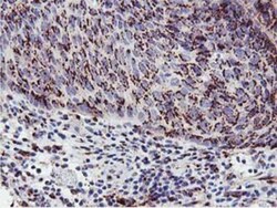 GOLM1 Antibody (OTI4B12), Novus Biologicals 0.1mL; Unlabeled:Antibodies,