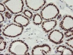 GOLM1 Antibody (OTI4B12), Novus Biologicals 0.1mL; Unlabeled:Antibodies,