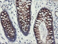GOLM1 Antibody (OTI4B12), Novus Biologicals 0.1mL; Unlabeled:Antibodies,