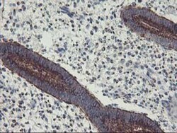 GOLM1 Antibody (OTI4B12), Novus Biologicals 0.1mL; Unlabeled:Antibodies,