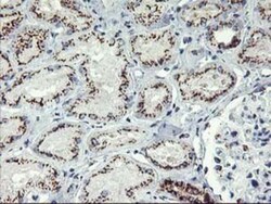 GOLM1 Antibody (OTI4B12), Novus Biologicals 0.1mL; Unlabeled:Antibodies,