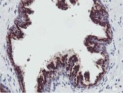 GOLM1 Antibody (OTI4B12), Novus Biologicals 0.1mL; Unlabeled:Antibodies,