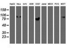 GOLM1 Antibody (OTI4B12), Novus Biologicals 0.1mL; Unlabeled:Antibodies,