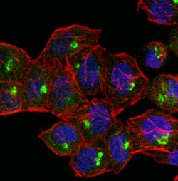 GOLM1 Antibody, Novus Biologicals:Antibodies:Primary Antibodies