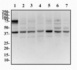 GOLM1 Antibody, Novus Biologicals:Antibodies:Primary Antibodies