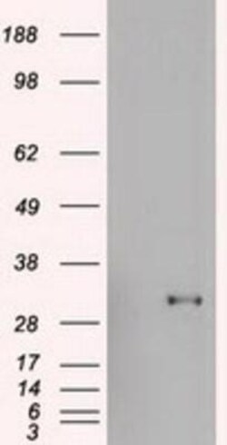 Goosecoid Antibody (OTI1D7), Novus Biologicals 0.1mL; Unlabeled:Antibodies,