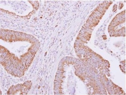 GO Protein alpha Antibody, Novus Biologicals 0.1mL; Unlabeled:Antibodies,