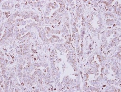 GO Protein alpha Antibody, Novus Biologicals 0.1mL; Unlabeled:Antibodies,