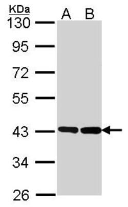 GO Protein alpha Antibody, Novus Biologicals 0.1mL; Unlabeled:Antibodies,