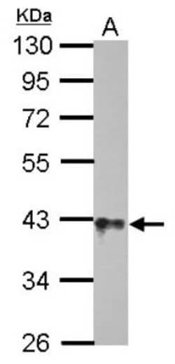 GO Protein alpha Antibody, Novus Biologicals 0.1mL; Unlabeled:Antibodies,