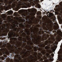 GP2 Antibody, Novus Biologicals 25 &mu;L | Buy Online | Novus Biologicals | Fisher Scientific