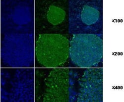 gp96/HSP90B1/GRP94 Antibody (2H3) - BSA Free, Novus Biologicals 0.1mL;
