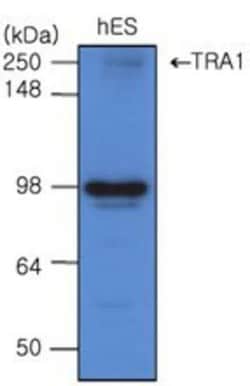 gp96/HSP90B1/GRP94 Antibody (2H3) - BSA Free, Novus Biologicals 0.1mL;