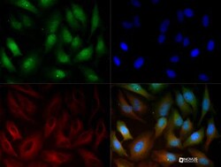gp96/HSP90B1/GRP94 Antibody, Novus Biologicals 0.1mg; Unlabeled:Antibodies,