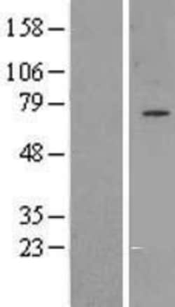Novus Biologicals&trade;&nbsp;GPAA1 Overexpression Lysate