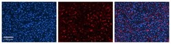 GPAA1 Antibody, Novus Biologicals 100&mu;L; Unlabeled:Antibodies, Polyclonal