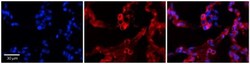 GPAA1 Antibody, Novus Biologicals 100&mu;L; Unlabeled:Antibodies, Polyclonal