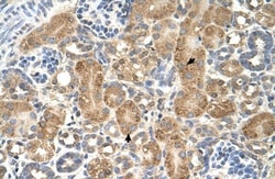 GPAA1 Antibody, Novus Biologicals 100&mu;L; Unlabeled:Antibodies, Polyclonal