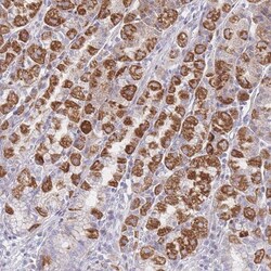 GPAM Antibody, Novus Biologicals 25ul | Buy Online | Novus Biologicals | Fisher Scientific