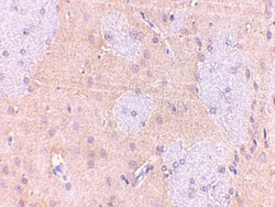 GPAM Antibody - BSA Free, Novus Biologicals 0.1mg; Unlabeled:Antibodies,