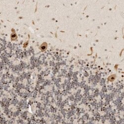 GPBP1L1 Antibody, Novus Biologicals 25 &mu;L; Unlabeled:Antibodies, Polyclonal