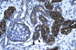 GPBP Antibody, Novus Biologicals:Antibodies:Primary Antibodies