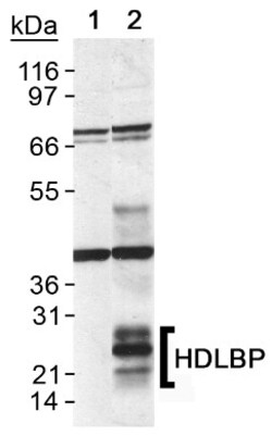 GPIHBP1 Antibody, Novus Biologicals 0.025mL; Unlabeled:Antibodies, Polyclonal