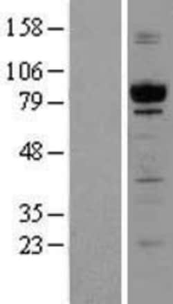 Novus Biologicals&trade;&nbsp;GPIP137 Overexpression Lysate