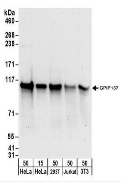 GPIP137 Antibody, Novus Biologicals 0.1mg; Unlabeled:Antibodies, Polyclonal