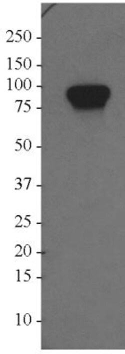 GPIP137 Antibody, Novus Biologicals 0.1mg; Unlabeled:Antibodies, Polyclonal
