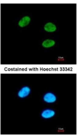 GPKOW Antibody, Novus Biologicals 0.1mL; Unlabeled:Antibodies, Polyclonal