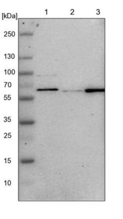 GPKOW Antibody, Novus Biologicals:Antibodies:Primary Antibodies