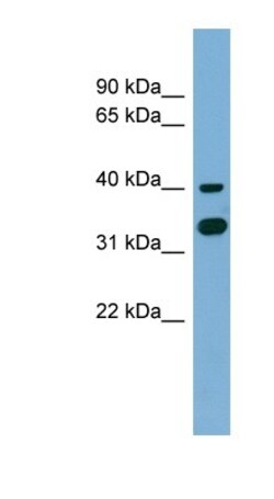 GPN2 Antibody, Novus Biologicals:Antibodies:Primary Antibodies