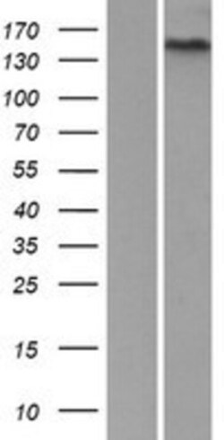 Novus Biologicals&trade;&nbsp;GPR116 Overexpression Lysate