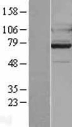Novus Biologicals&trade;&nbsp;GPR128 Overexpression Lysate