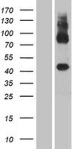 Novus Biologicals&trade;&nbsp;GPR137C Overexpression Lysate