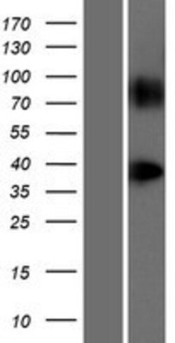 Novus Biologicals&trade;&nbsp;GPR148 Overexpression Lysate